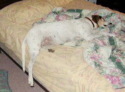 Judee resting after hard day at work
  width=