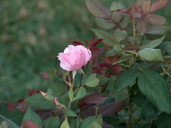 Knockout Rose July 2005