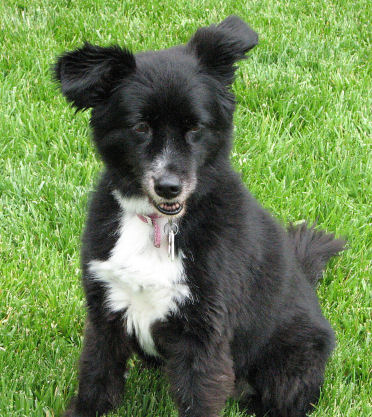 Silkie May 18, 2006