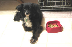 Silkie Waiting to Eat