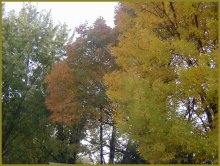 Trees turn in Oct
