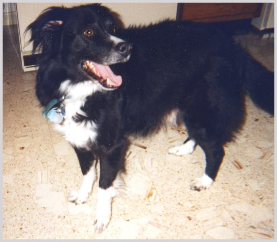 Zak
