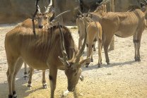 Antelope from Cincinnati Zoo