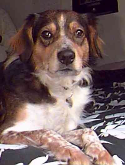 Daggers Picture
