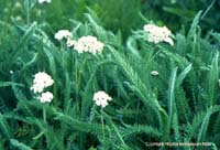 Achillea millefolium