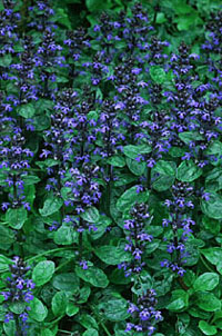 Ajuga reptans