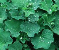 Alchemilla mollis