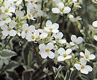 Arabis caucasica 'Cloth of Gold'