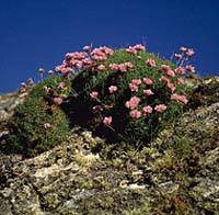 Armeria maritima