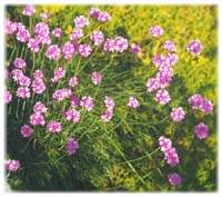 Armeria maritima 'Sea Pink'