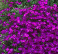Aubrieta 'Dr. Mules'