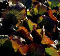 Bergenia cordifolia