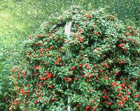 Cotoneaster dammeri