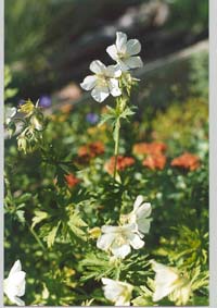 Geranium pratense 'Album'