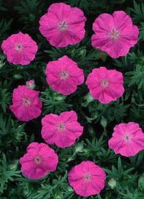 Geranium sanguineum