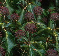 Hedera helix