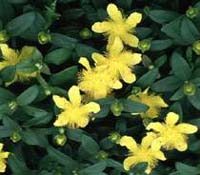 Hypericum calycinum