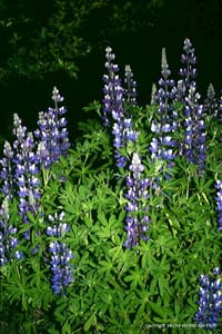 Lupinus nootkatensis