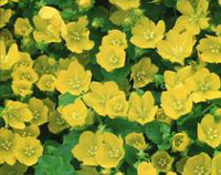 Lysimarchia nummularia