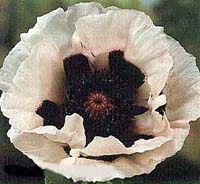 Papaver orientale 'Royal Wedding'