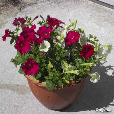 Petunia hybrida milleflora 'Fantasy'