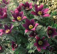 Pulsatilla vulgaris