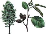 Alnus glutinosa