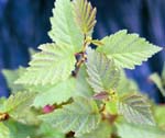 Alnus hirsuta