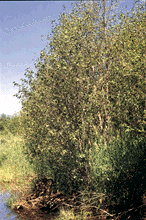 Alnus incana