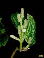 Alnus sinuata