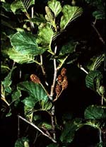 Alnus viridis