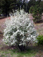 Amelanchier alnifolia