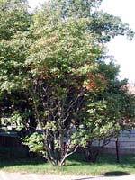 Amelanchier laevis