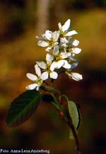 Amelanchier spicata