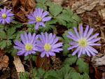 Anemone blanda ‘Atrocaerulea’