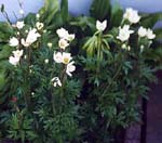 Anemone magellanica