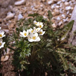 Anemone narcissiflora