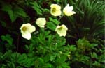 Anemone sylvestris