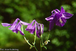 Aquilegia vulgaris