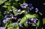 Brunnera macrophylla