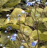 Brunnera macrophylla