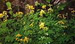 Corydalis lutea