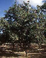 Corylus avellana