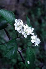 Crataegus douglasii