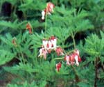 Dicentra eximia