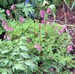 Dicentra formosa