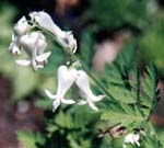 Dicentra formosa ‘Alba’