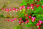 Dicentra spectabilis