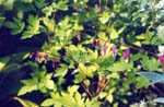 Dicentra spectabilis