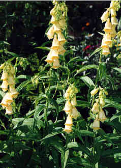 Digitalis ambigua